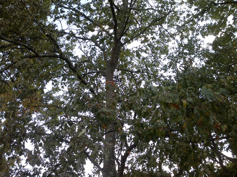 2015-09-27-013.jpg