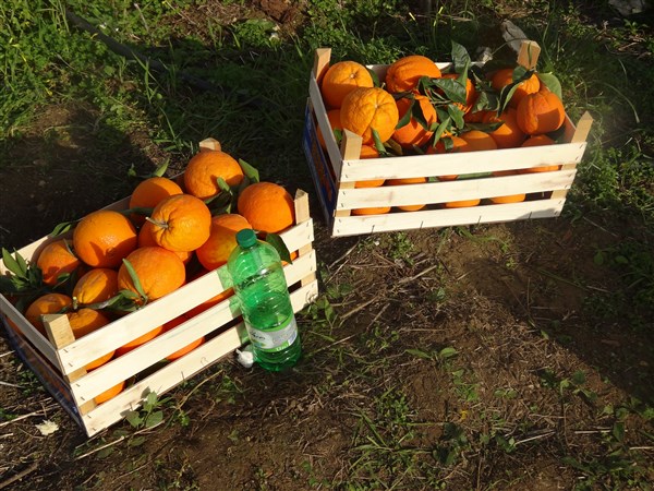 Grazie a Tommaso Pedalino che ci ha deliziato con delle squisite Arance di Ribera